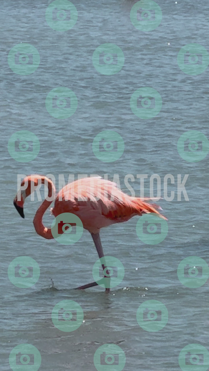 Curacao Animal Flamingo MIX 957