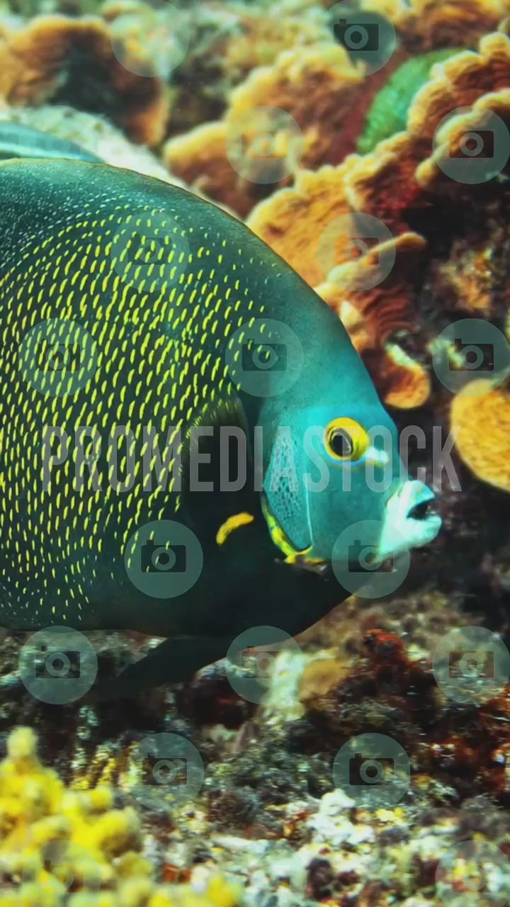 Curacao Animal Angelfish 1414