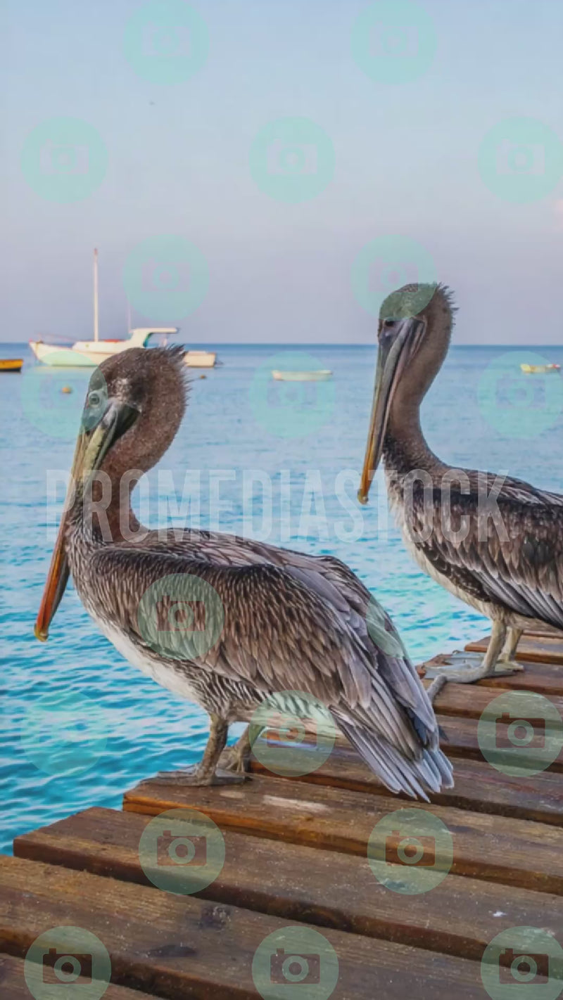 Curacao Animal Pelicano 1367 A