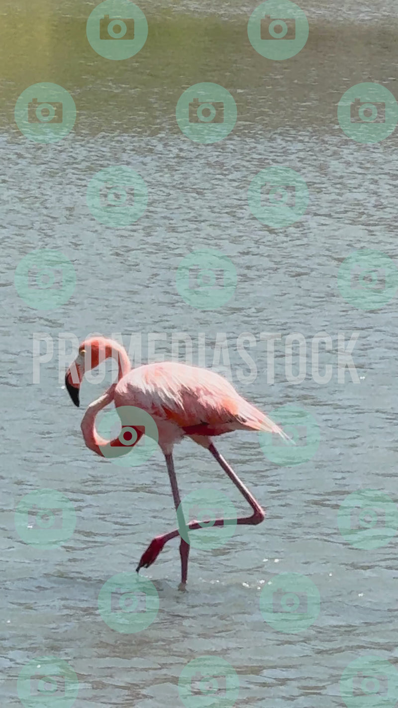 Curacao Animal Flamingo 955