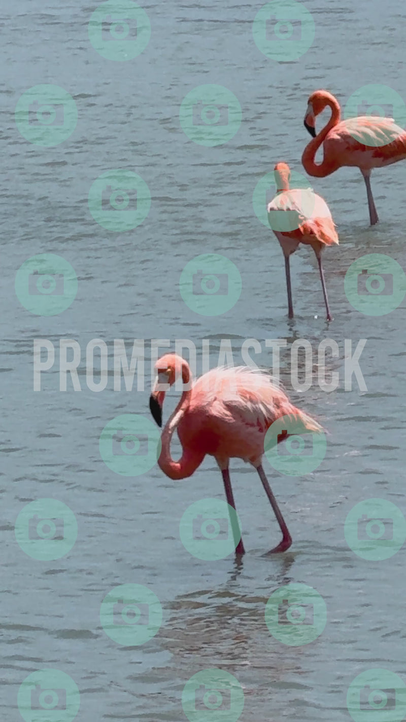 Curacao Animal Flamingo 953