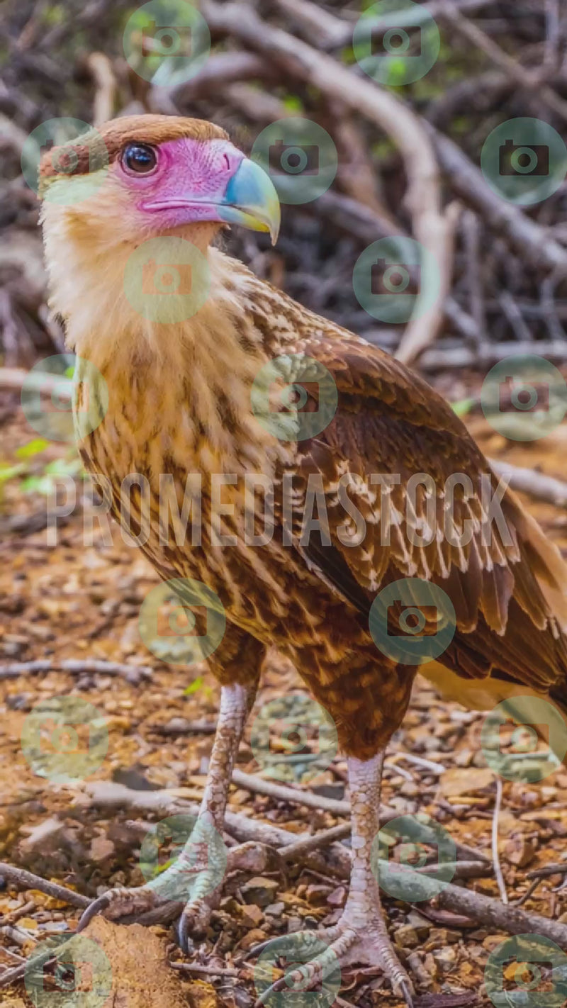 Curacao Animal Warawara 1370