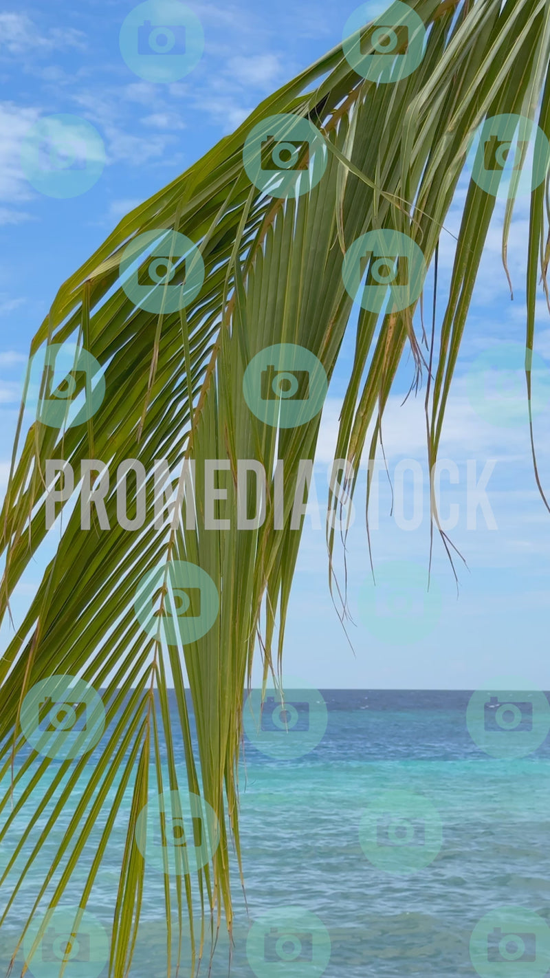 Curacao Palmtree 1020