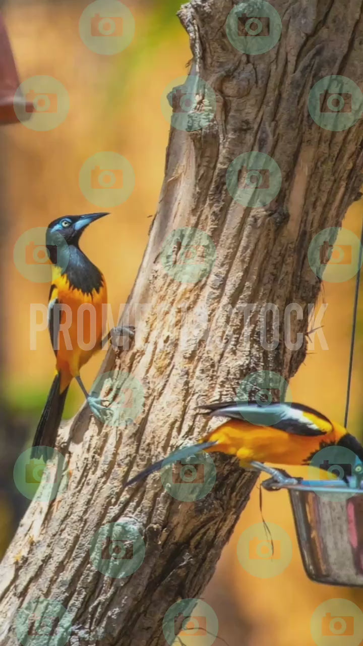 Curacao Animal Bonaire Trupial 1420