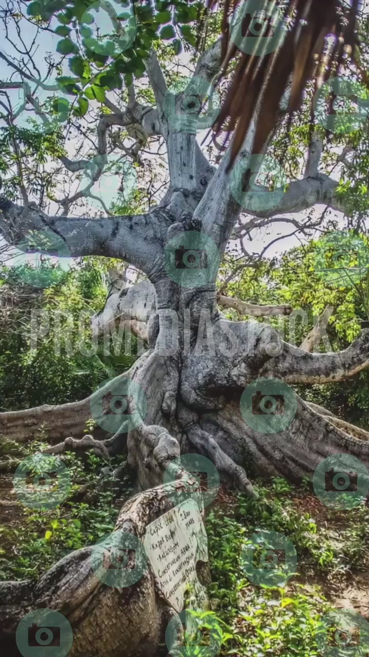 Curacao Tree 1376