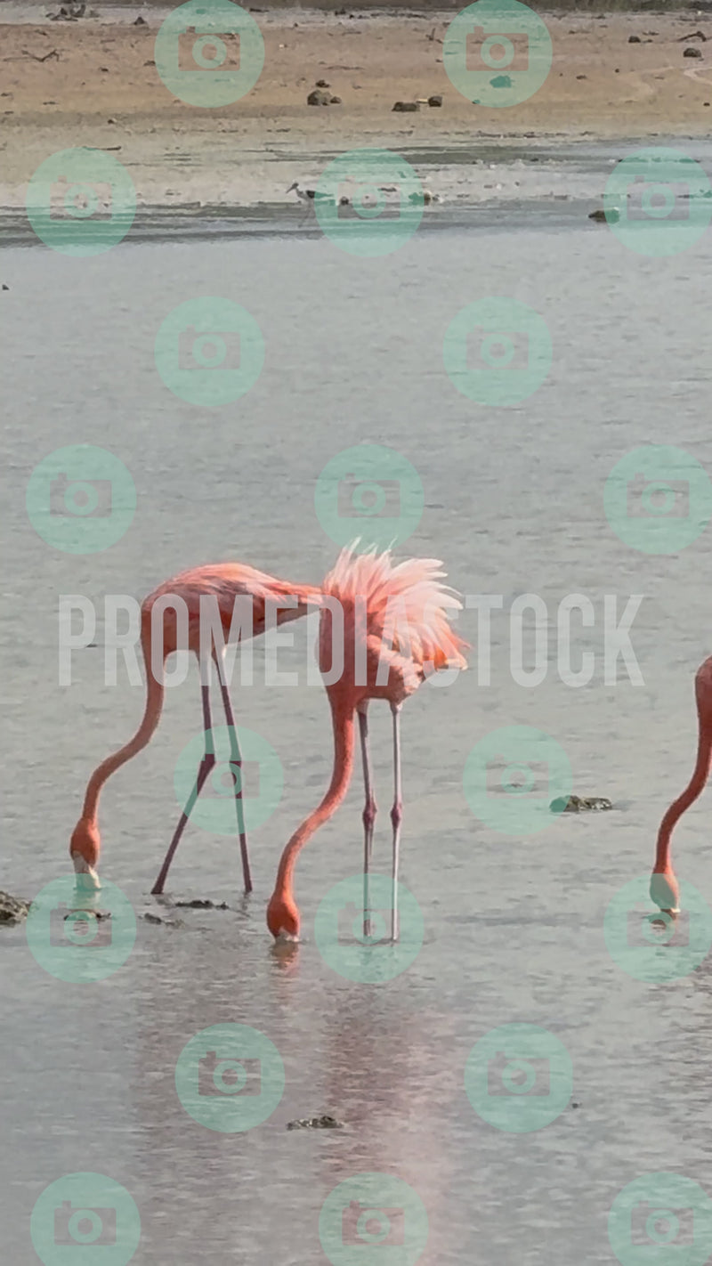 Curacao Animal Flamingo MIX 436