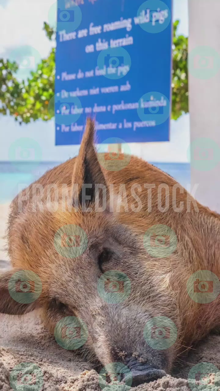 Curacao Animal Pig 1393