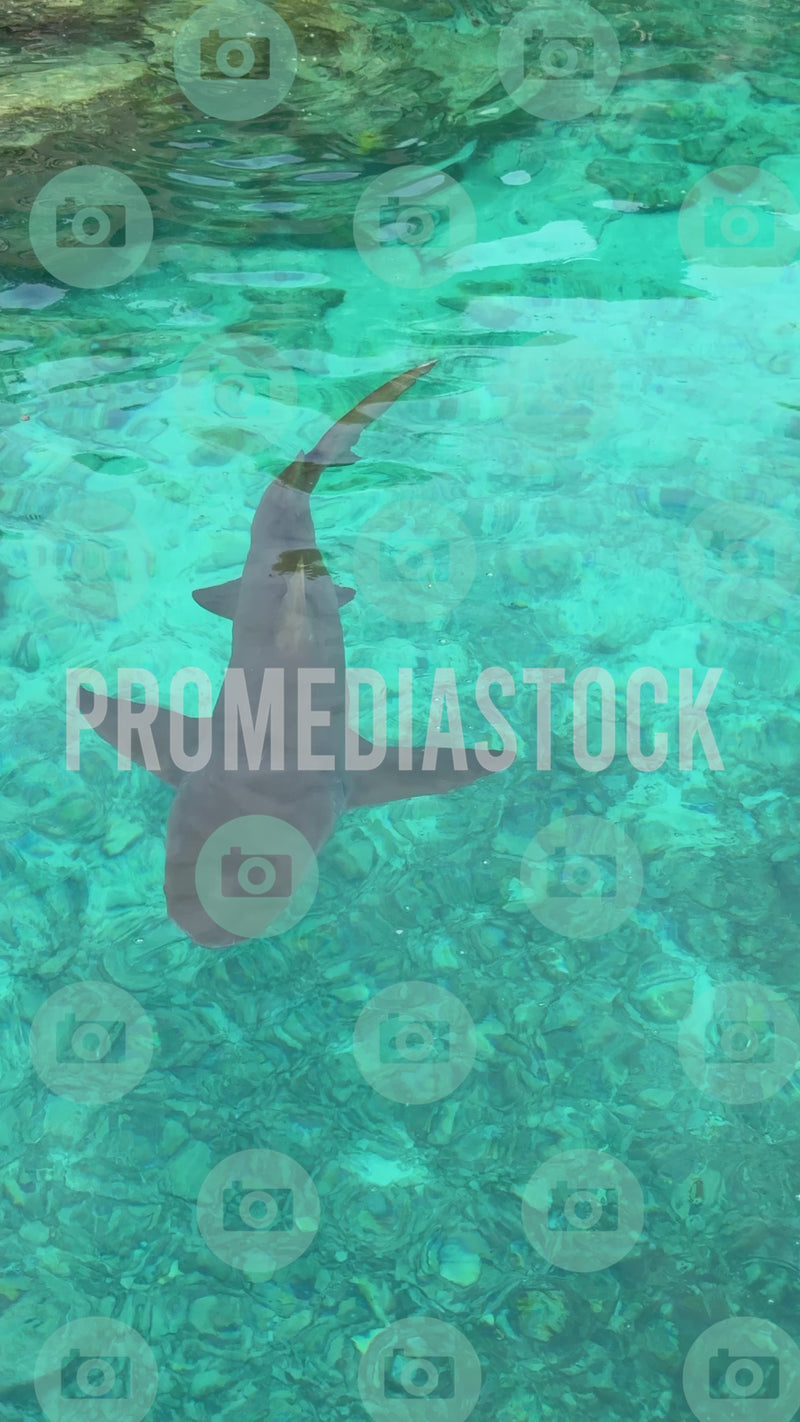 Curacao Animal Nurse Shark MIX 1008