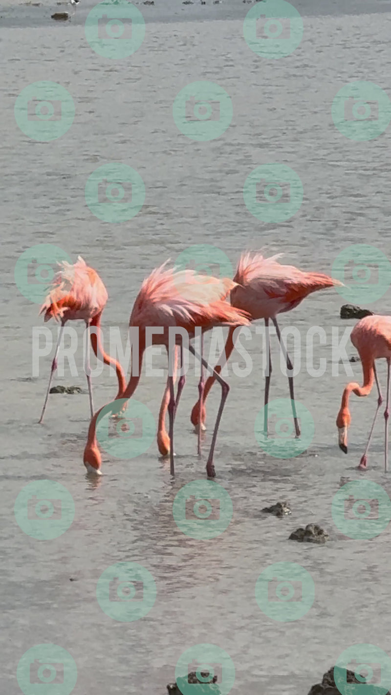 Curacao Animal Flamingo MIX 438