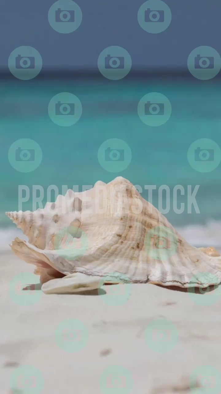 Curacao Animal Conch 1408