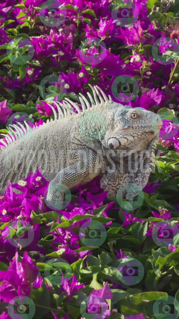 Curacao Animal Iguana 1418