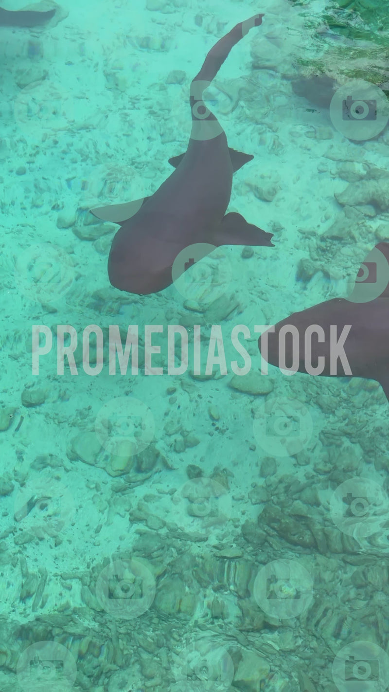 Curacao Animal Nurse Shark 1005