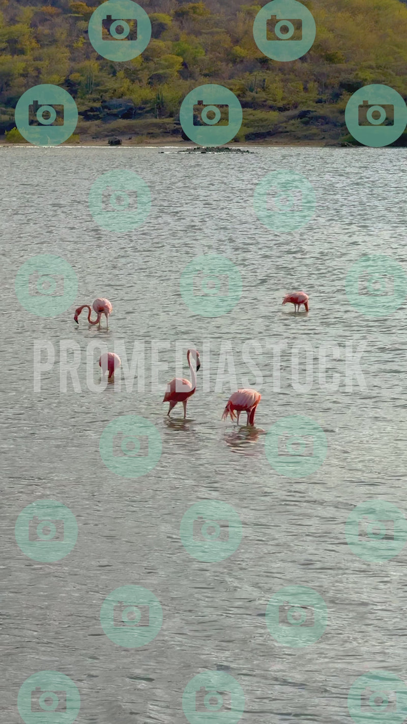 Curacao Animal Flamingo 951