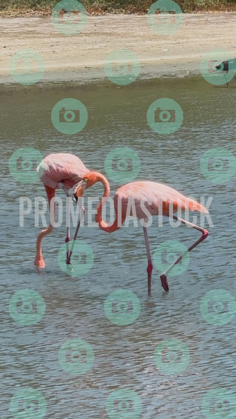 Curacao Animal Flamingo 952