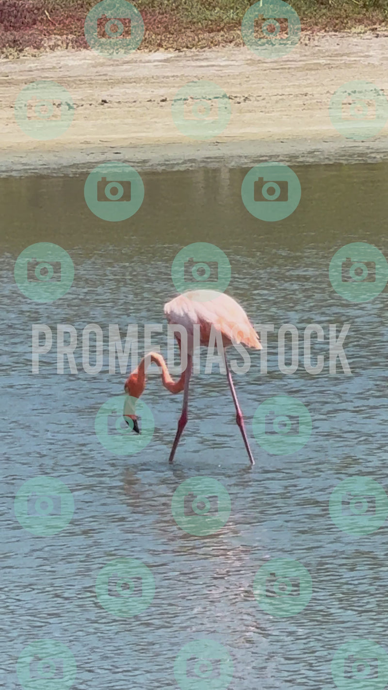 Curacao Animal Flamingo 956