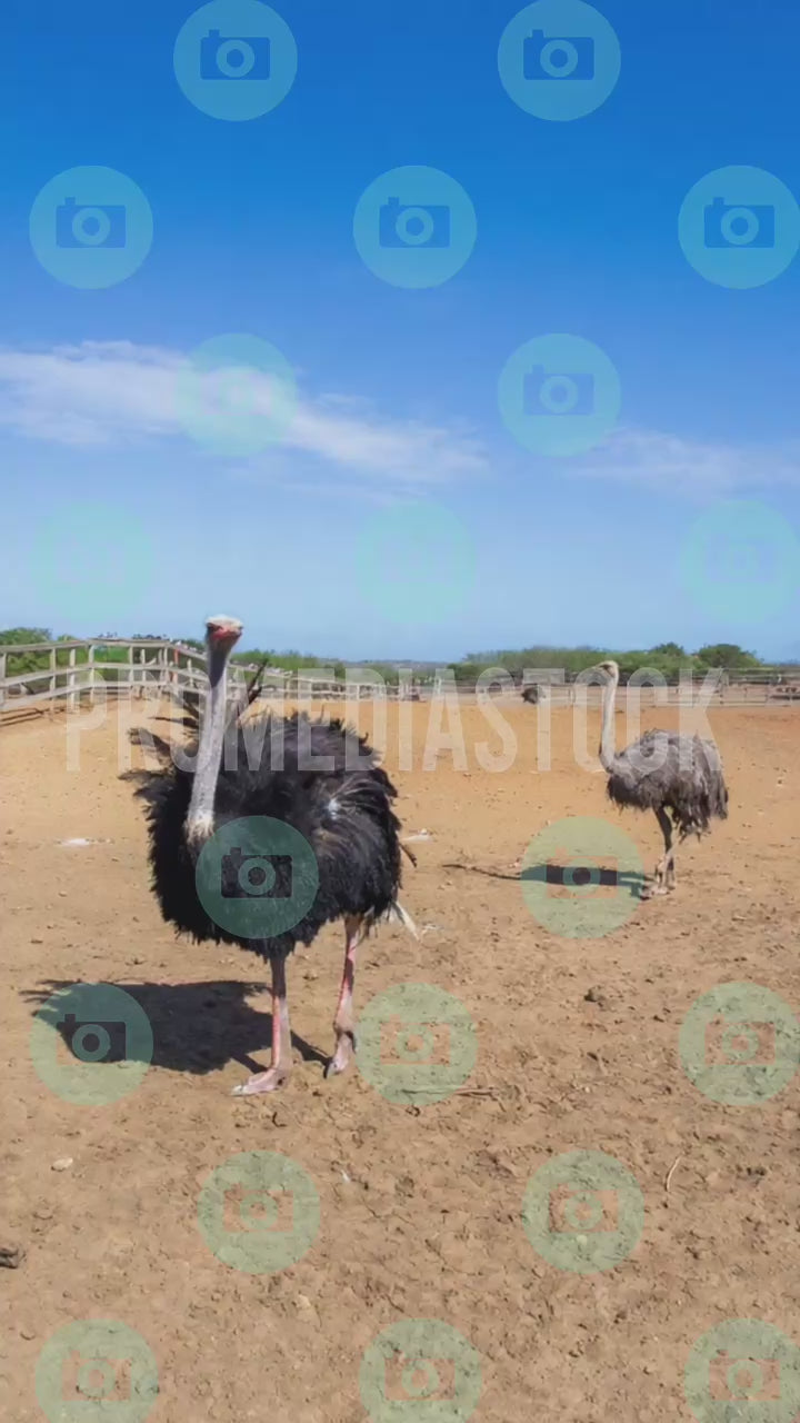 Curacao Animal Ostrich 1399