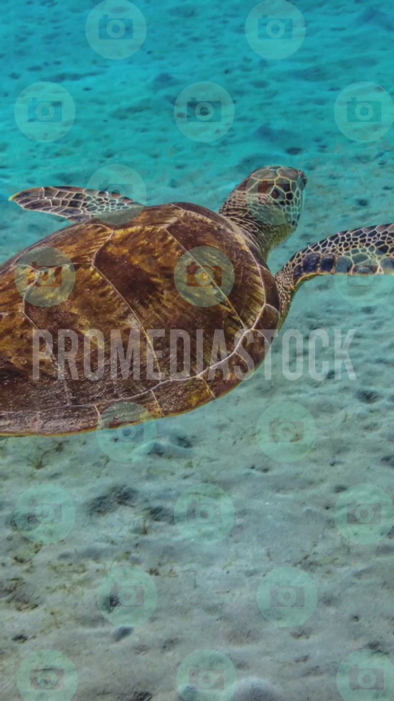Curacao Animal Turtle 1365 A