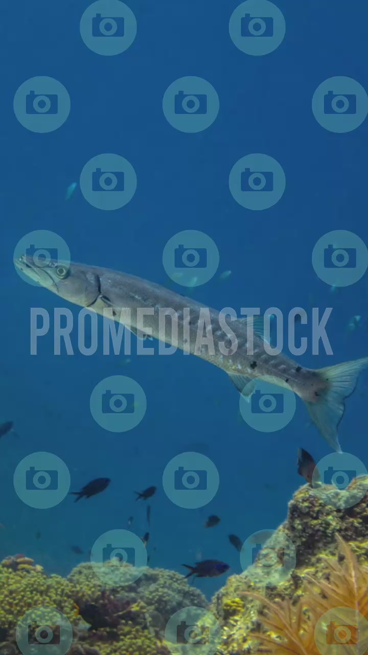 Curacao Animal Barracuda 1422