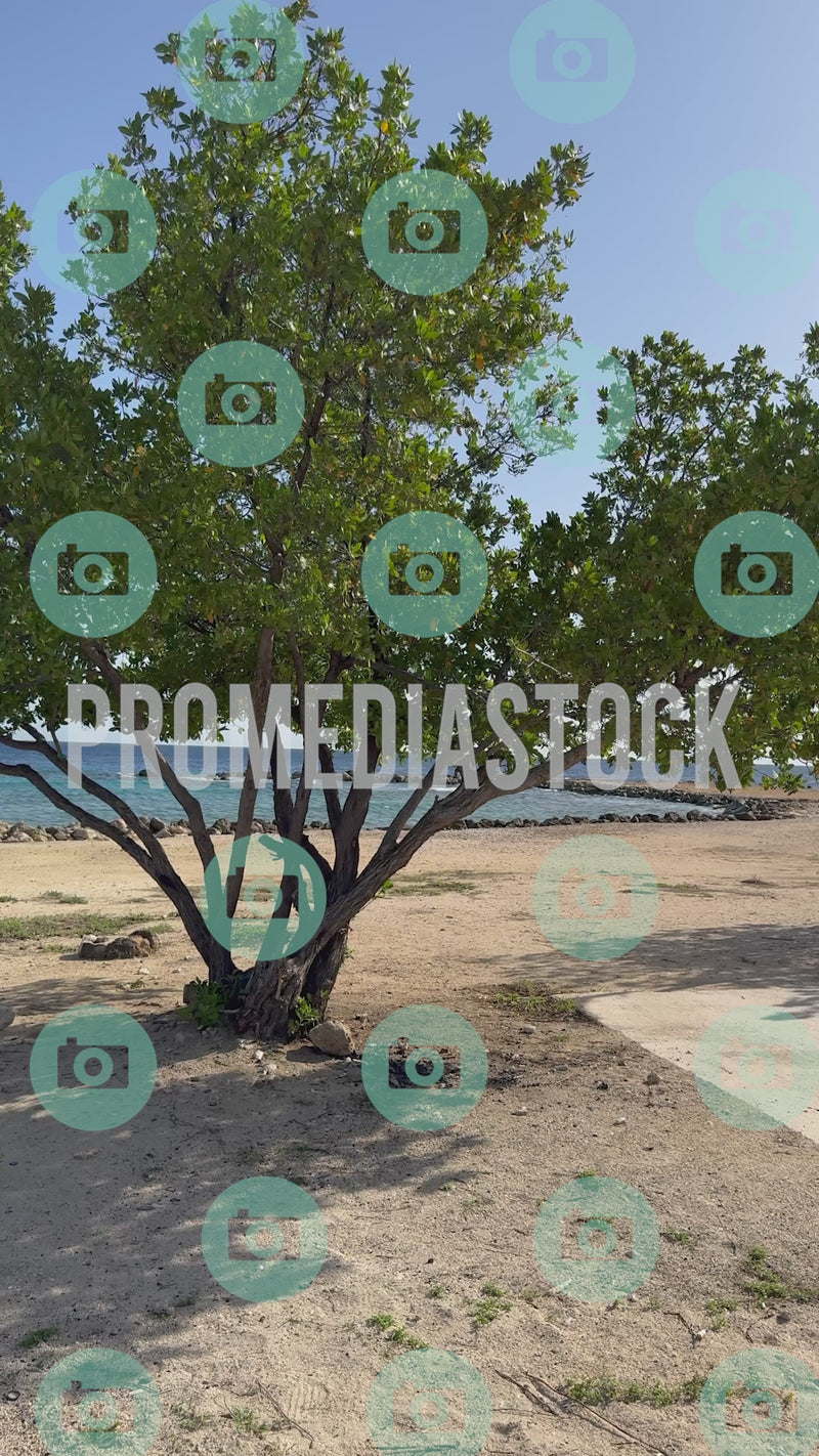 Curacao Parasassa Beach MIX 439