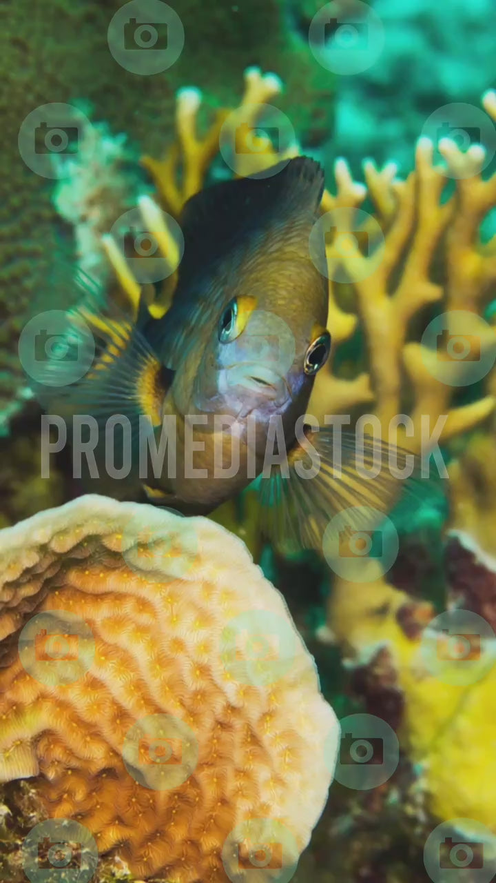 Curacao Animal Damselfish 1419