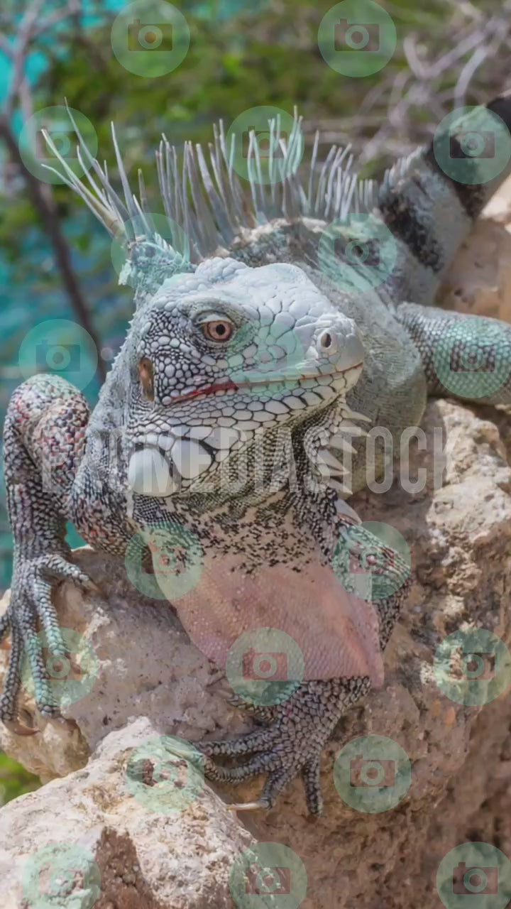 Curacao Animal Iguana 1392