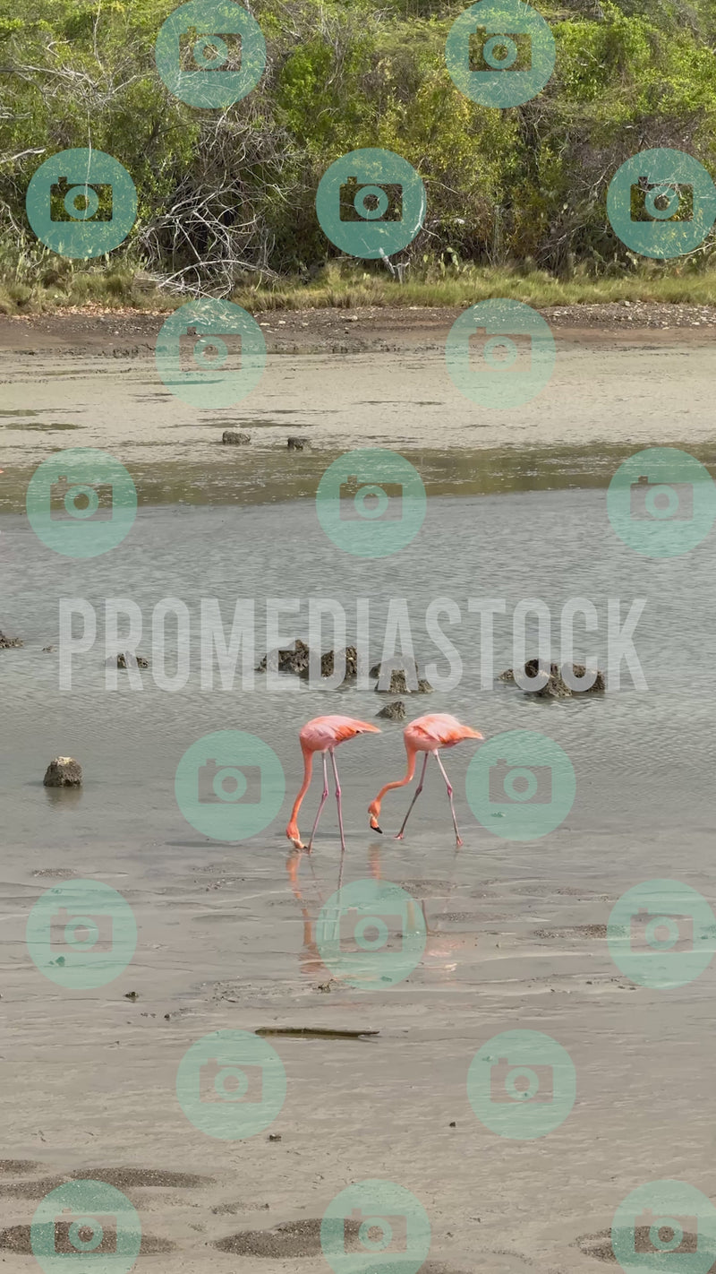 Curacao Animal Flamingo 437