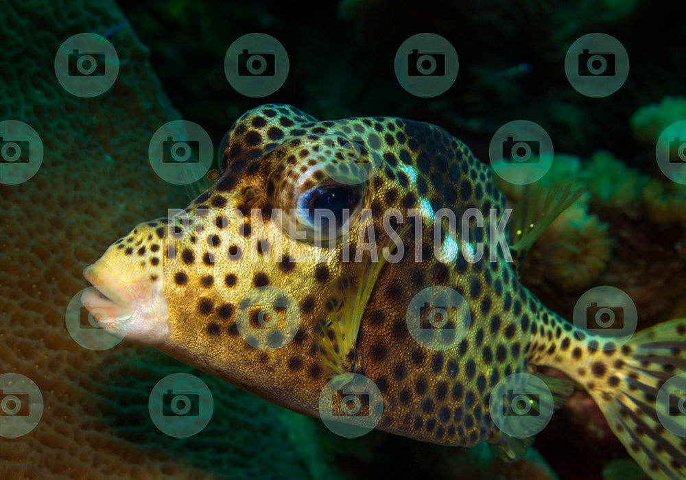 Curacao Animal Spotted Trunkfish 0049