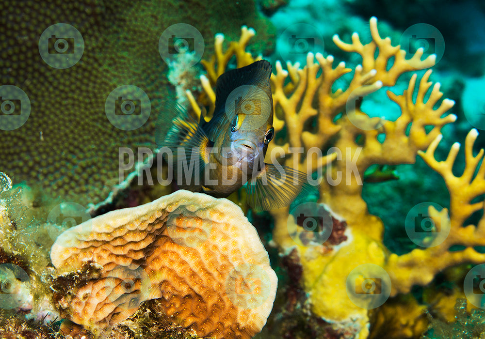 Curacao Animal Threespot Damselfish 0047